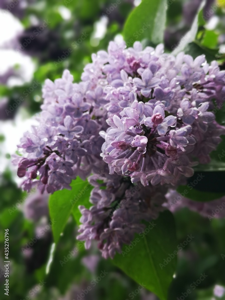 Spring lilac in macro with raindrops. Flowers after rain. Blooming lilac. Violet, spring mood. Spring lilac in macro with raindrops. Flowers after rain. Blooming lilac. Violet, spring mood.