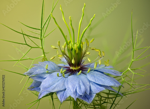 Macro view of love-in-a-mist flower (Nigella damascena), in garden in central Virginia. photo