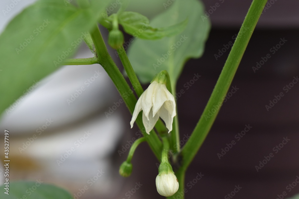lily of the valley lily of the valley