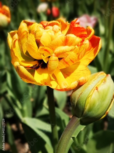 yellow tulip flower with textured petals in blooming and flowers bud. Hello spring