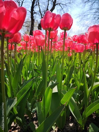 Amazing tulips flower in blossom. Tulips meadow. Blue sky and pink flowers. 