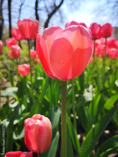 In the spring meadow. Pink, smart tulips in bloomong time. Flowers landscape.