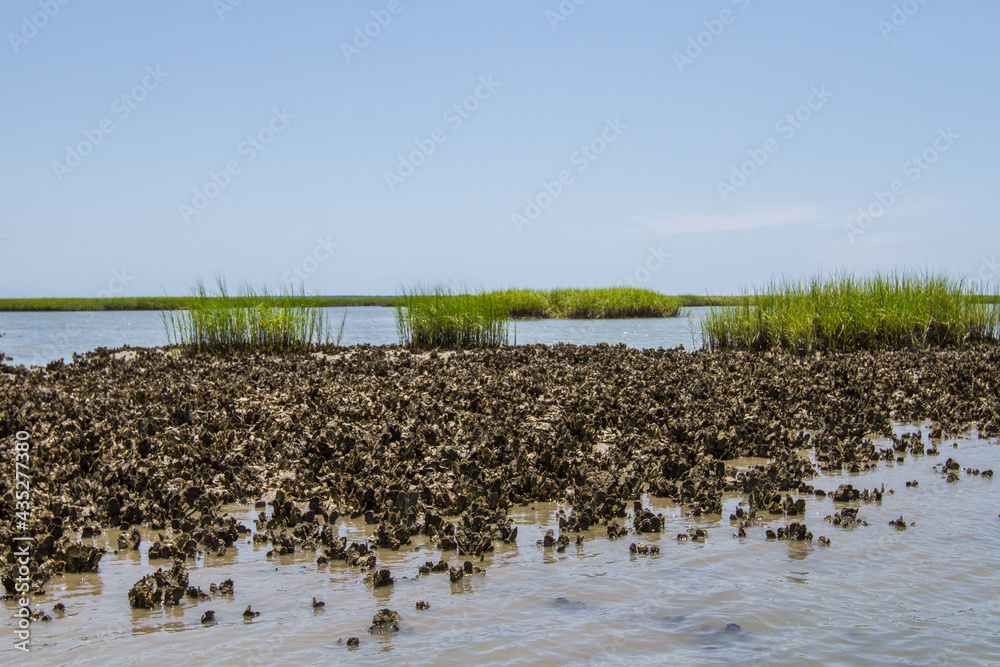 Oyster harvesting by hand Stock Photo Adobe Stock