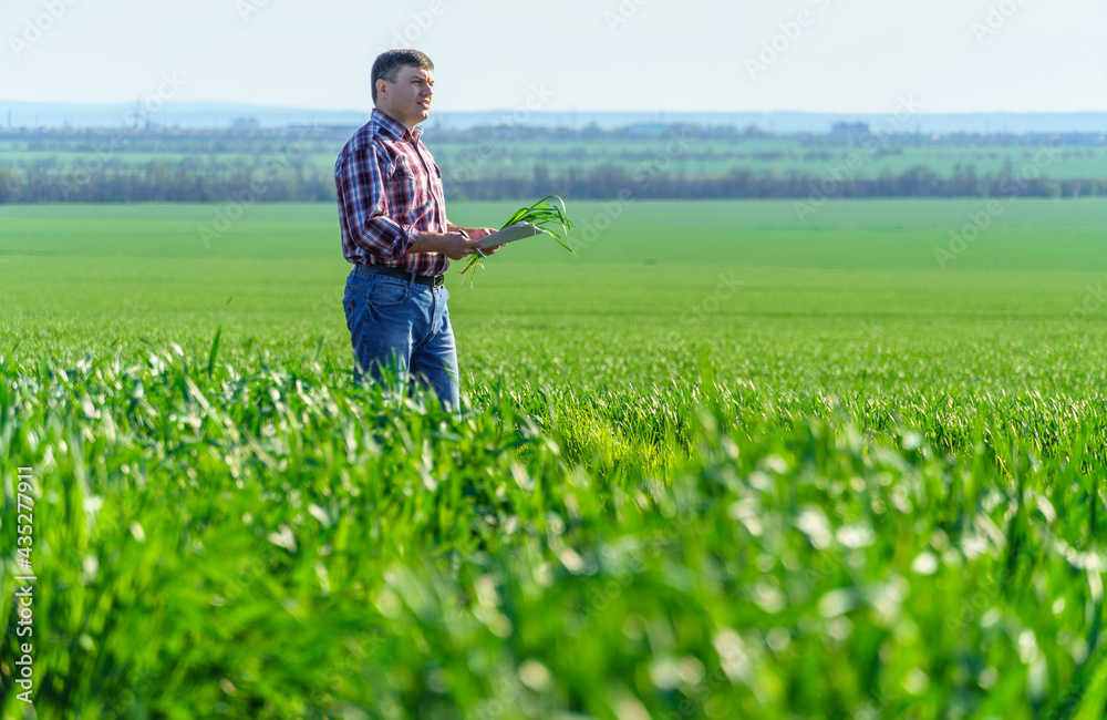 a man as a farmer poses in a field, dressed in a plaid shirt and jeans, checks reports and inspects young sprouts crops of wheat, barley or rye, or other cereals, a concept of agriculture and agronomy a man as a farmer poses in a field, dressed in a plaid shirt and jeans, checks reports and inspects young sprouts crops of wheat, barley or rye, or other cereals, a concept of agriculture and agronomy