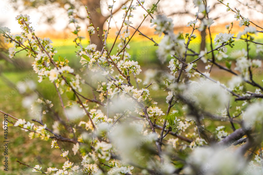 Plum tree flowers in spring with beautiful colors. Flowering. Plum tree flowers in spring with beautiful colors. Flowering.