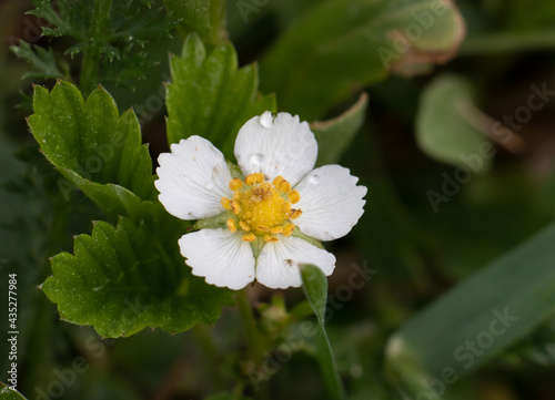 strawberries bloom in the garden