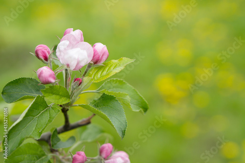 Flowers of an apple tree on green blurred background with copy space . Shallow depth of field