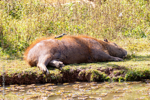 Fat capybara sleeping in the sun on the grass with a bird on top