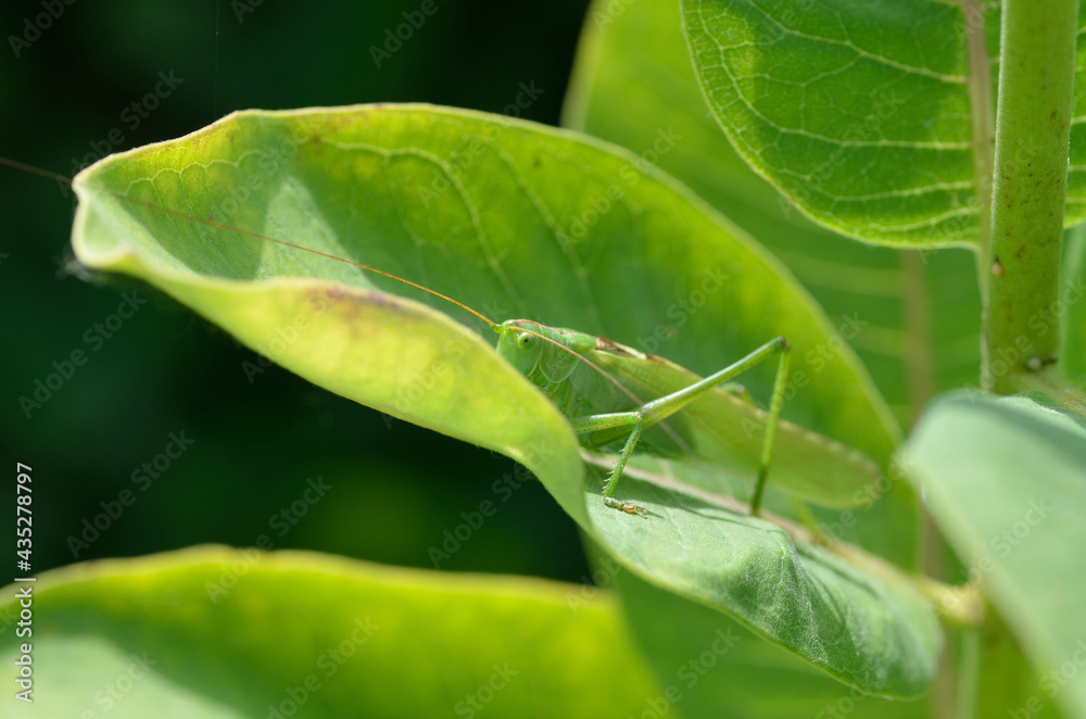 A green grasshopper on a large leaf of grass, in its natural environment. A green grasshopper on a large leaf of grass, in its natural environment.