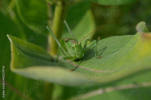 A green grasshopper on a large leaf of grass, in its natural environment.