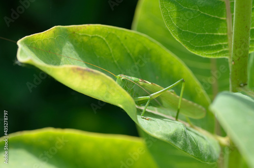 A green grasshopper on a large leaf of grass, in its natural environment.