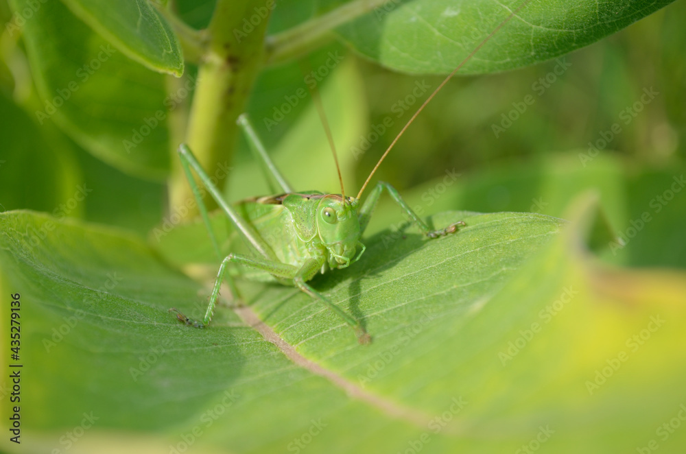 A green grasshopper on a large leaf of grass, in its natural environment. A green grasshopper on a large leaf of grass, in its natural environment.