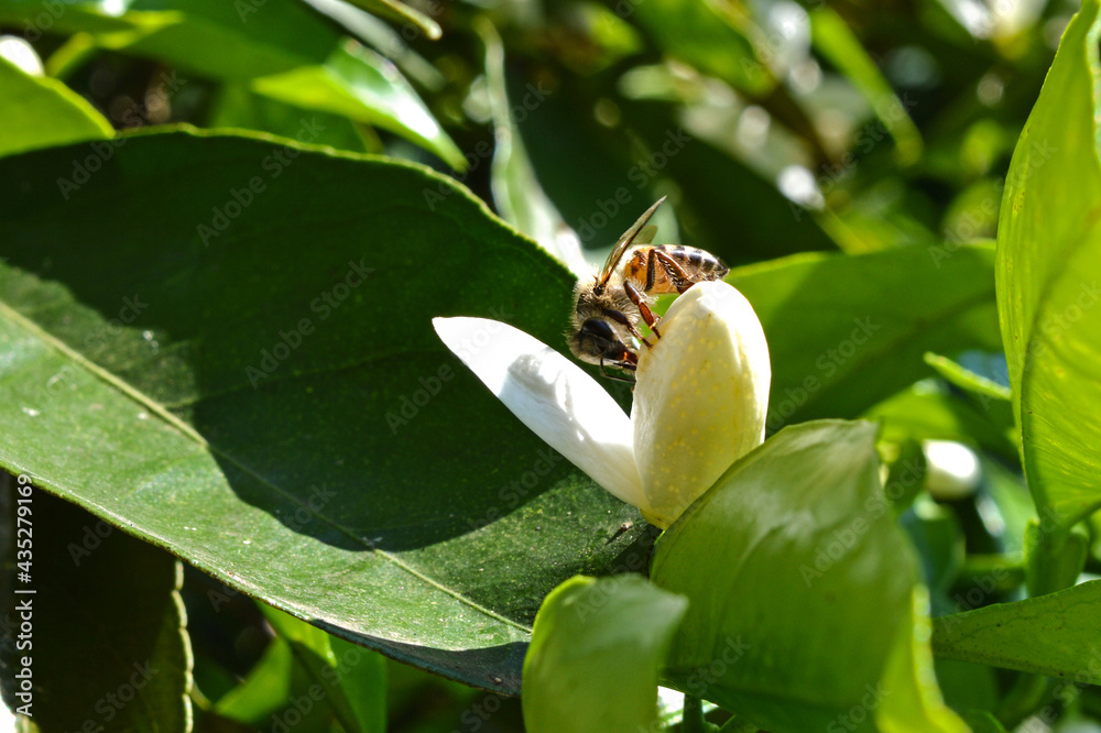 Closer view of a bee pollinating an orange tree's flower. Closer view of a bee pollinating an orange tree's flower.