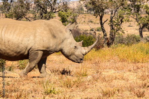 White Rhino in the South African bush