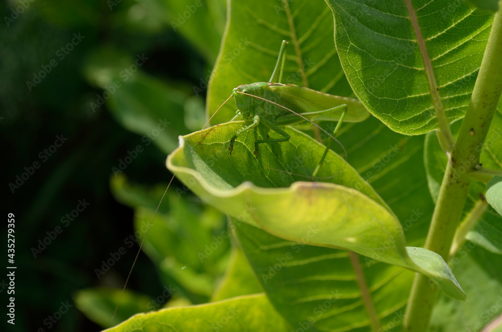 A green grasshopper on a large leaf of grass, in its natural environment.