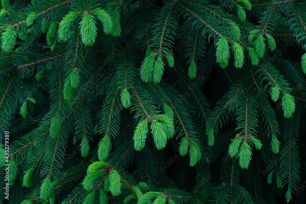 green young pine tree branches green young pine tree branches