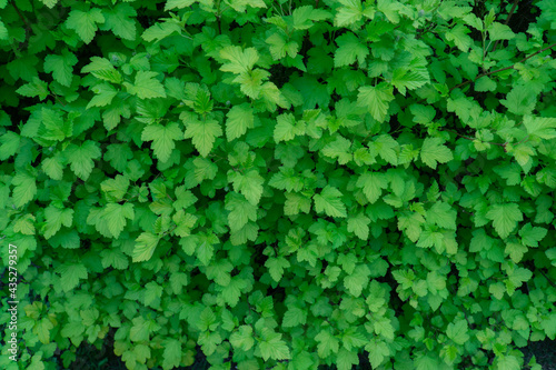 green young leaves of the bush © yatsyna.s