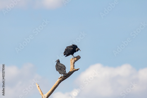 Black-headed vulture (Coragyps atratus) in group on the tree trunk