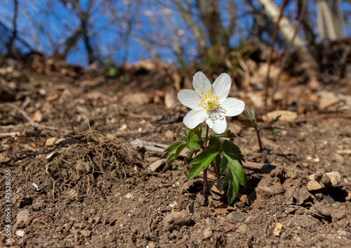 White spring flower called wood anemone, anemone nemorosa or windflower