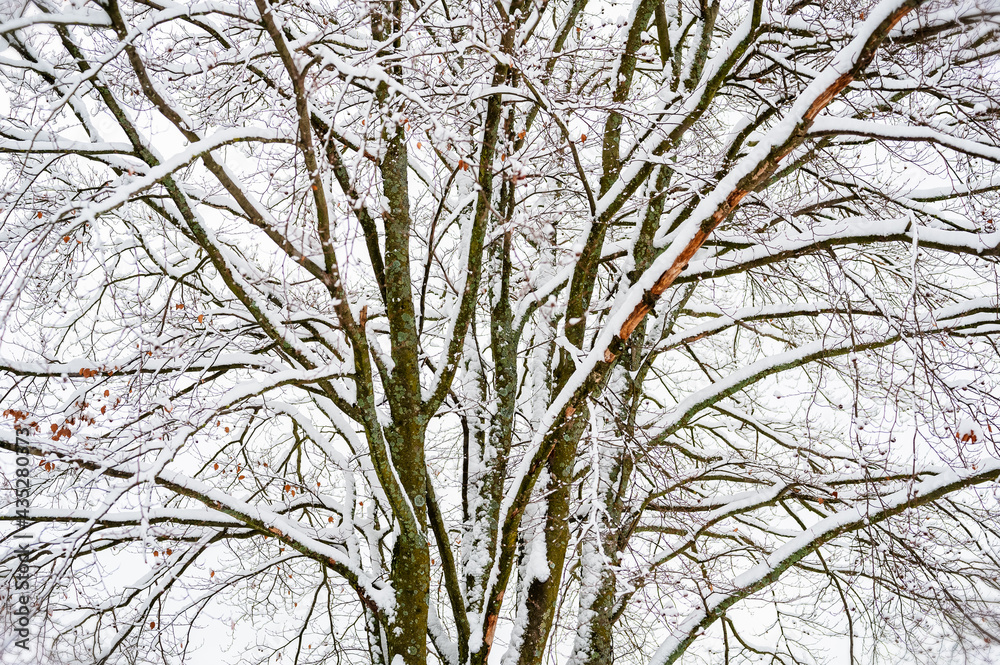 Arbre recouvert d'une légère couche de neige Arbre recouvert d'une légère couche de neige
