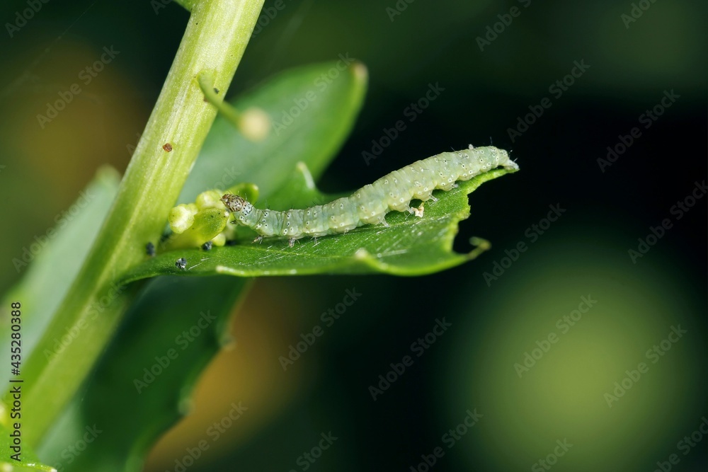 Caterpillar of Diamond-back moth (Plutella xylostella) on Rapeseed. Migratory insect in the family Plutellidae, known as a pest of vegetable crops mustards, the crucifers, the cabbage family. Caterpillar of Diamond-back moth (Plutella xylostella) on Rapeseed. Migratory insect in the family Plutellidae, known as a pest of vegetable crops mustards, the crucifers, the cabbage family.