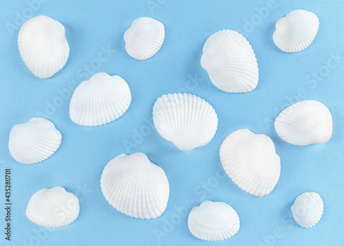 White sea shells on a blue background.