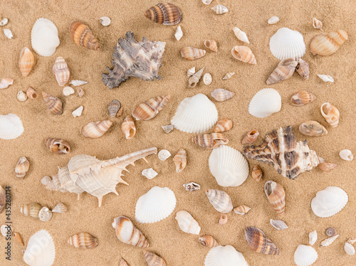 Mix of sea shells on sand background.