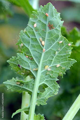 Aphid (Myzus persicae, known as the green peach aphid or the peach-potato aphid) killed by entomopathogenic fungus.