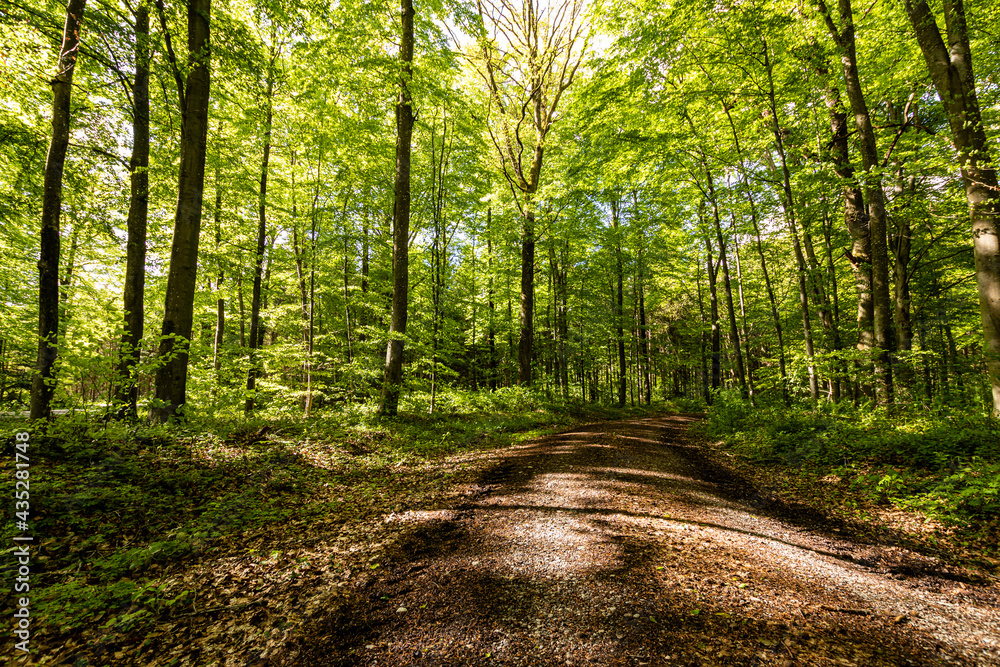 Fototapeta premium Laubwald im Mai