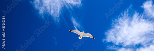 seagull flies high in the blue sky. white bird on blue background. freedom concept