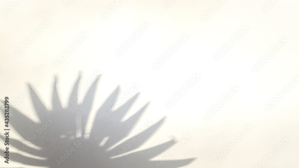 Obraz premium Flowers shadow summer background. Plant leaf shadows on white wall in abstract tropical sunlight texture. Empty palm shadow yellow color texture pattern.