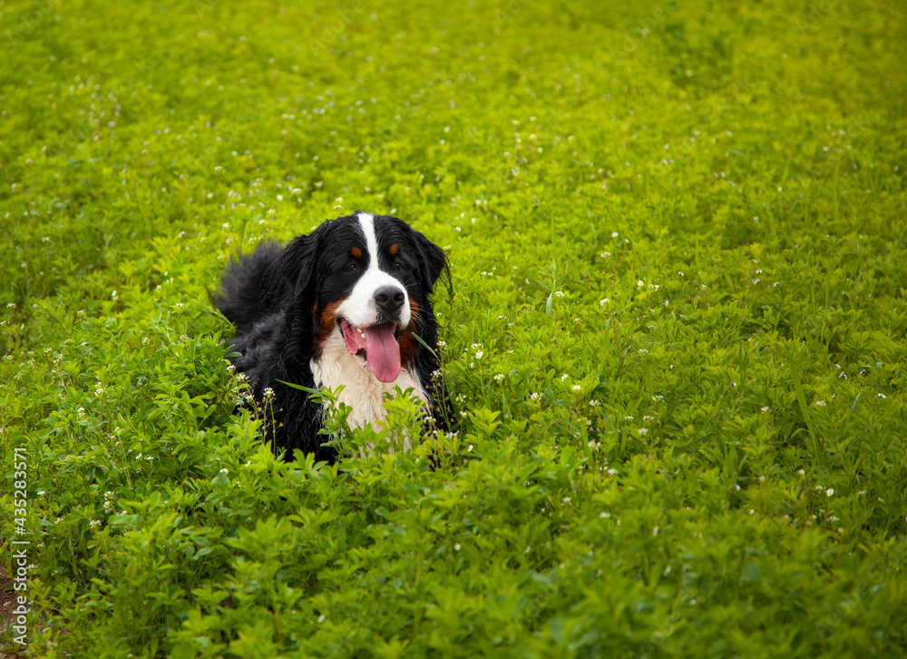 Happy Bernese mountain dog in a beautiful spring flower field.