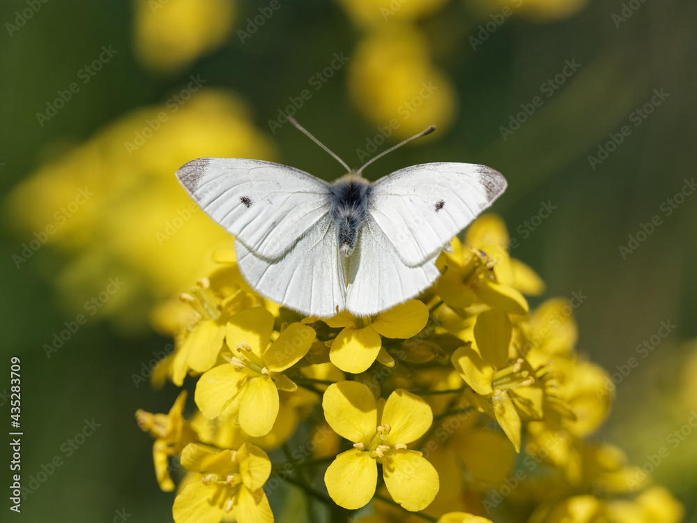 A Small White Butterfly (Pieris rapae) on a black mustard wildflower (Brassica nigra) on the bank of the River Calder in Wakefield, West Yorkshire A Small White Butterfly (Pieris rapae) on a black mustard wildflower (Brassica nigra) on the bank of the River Calder in Wakefield, West Yorkshire