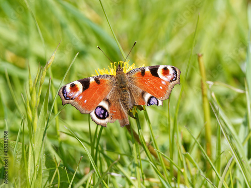 A Peacock Butterfly (Aglais io) with torn wings on a Beaked Hawksbeard wildflower (Crepis vesicaria) on the bank of the River Calder in Wakefield, West Yorkshire photo