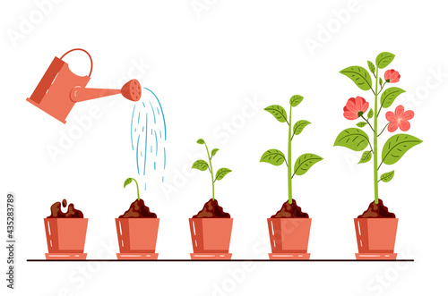 Stage steps of flower plant growth process gardening concept. Vector graphic design cartoon modern style illustration