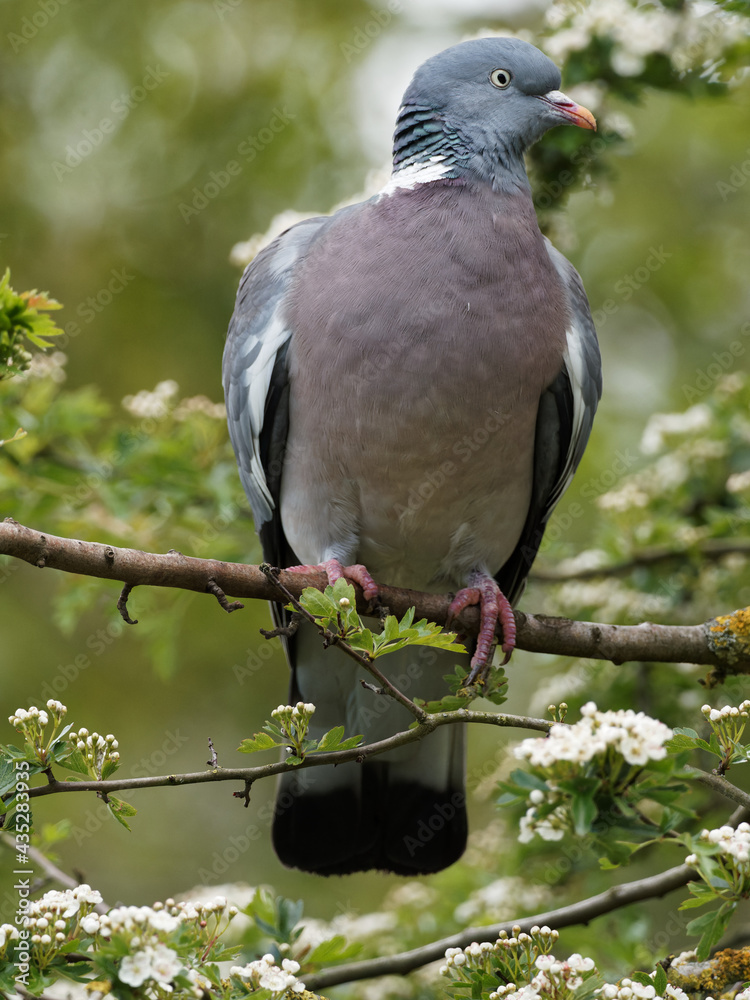 Obraz premium A woodpigeon (Columba palumbus) on a branch at Fairburn Ings, a RSPB Nature Reserve in Leeds, West Yorkshire