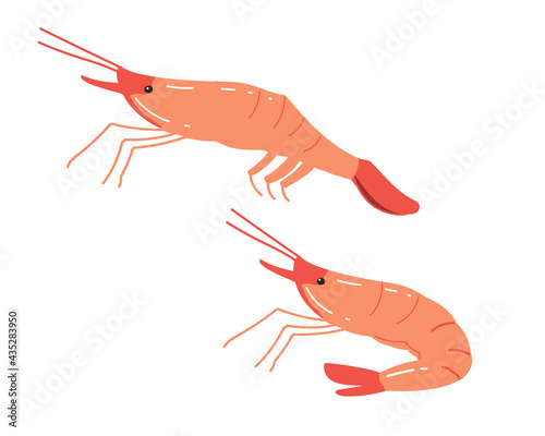 ホッコクアカエビ（甘えび）　線無し