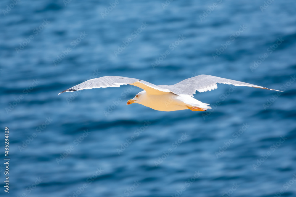 The European herring gull, Larus argentatus, flying on blue clear sea background. The European herring gull, Larus argentatus, flying on blue clear sea background.