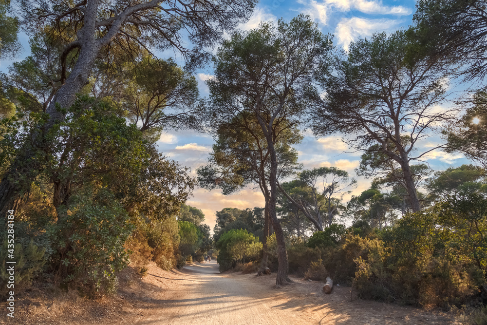 Footpath among the pine trees at sunset. Road to the paradise beach in Porquerolles, the island in southern France. Nature, environment and ecology concept. Footpath among the pine trees at sunset. Road to the paradise beach in Porquerolles, the island in southern France. Nature, environment and ecology concept.