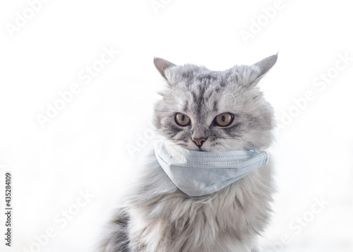 medical mask for cat. silver cat in mask on white background 