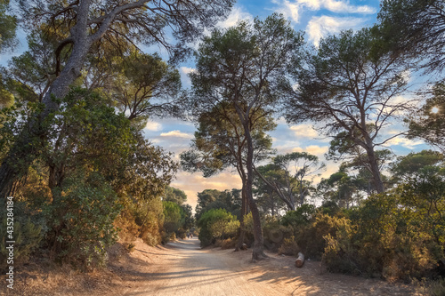 Footpath among the pine trees at sunset. Road to the paradise beach in Porquerolles, the island in southern France. Nature, environment and ecology concept.