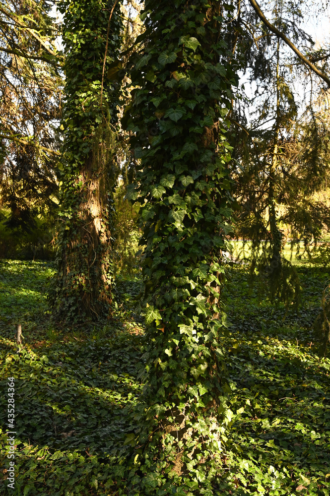 Ivy stems growing up the tree at the tree's base. Ivy stems growing up the tree at the tree's base.