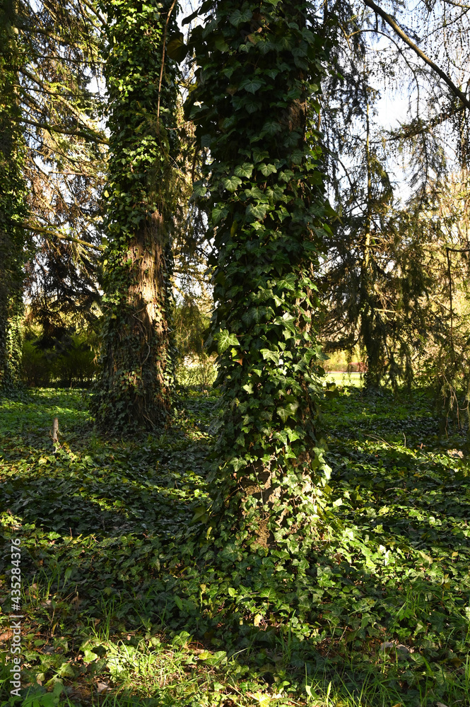 Fototapeta premium Ivy stems growing up the tree at the tree's base.