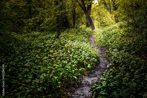 woodlands with path with sunburst