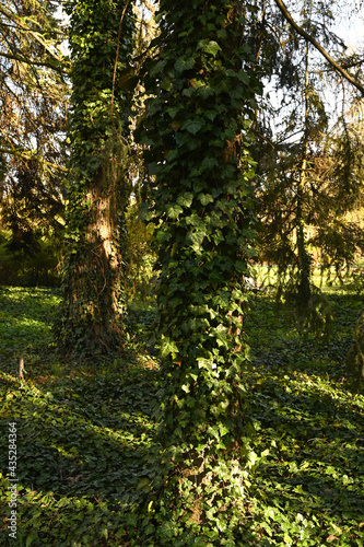 Ivy stems growing up the tree at the tree's base.