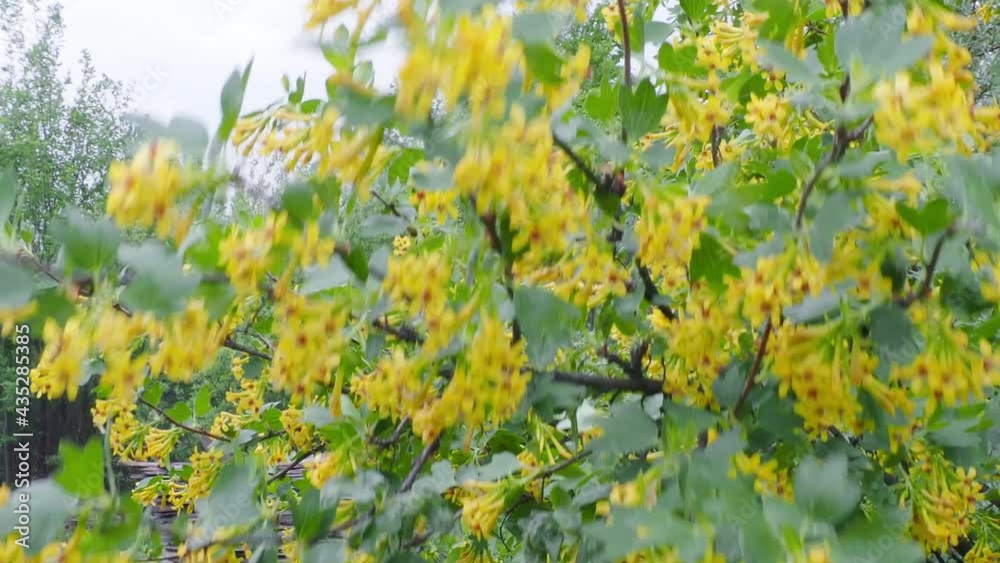 beautiful bush with yellow flowers, spring greens beautiful bush with yellow flowers, spring greens