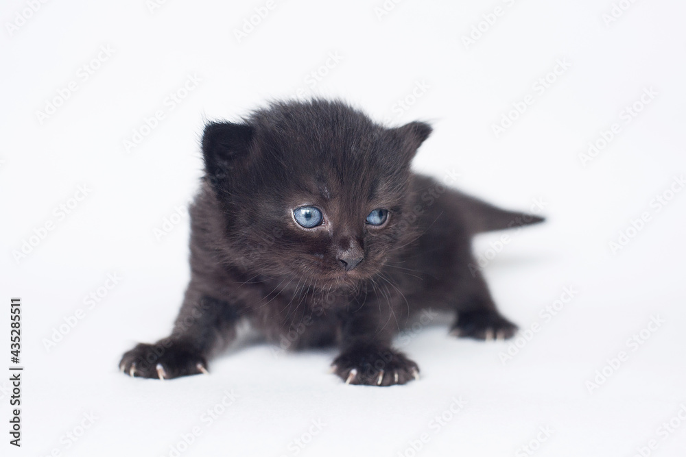 black kitten with blue eyes, age 20 days on a light background black kitten with blue eyes, age 20 days on a light background