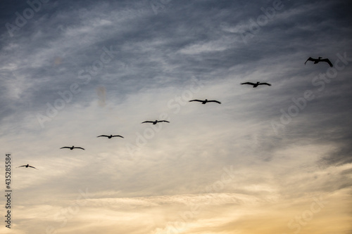 flock of seagulls © Scott