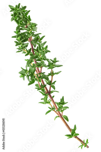 Thyme isolated on white background  full depth of field  clipping path