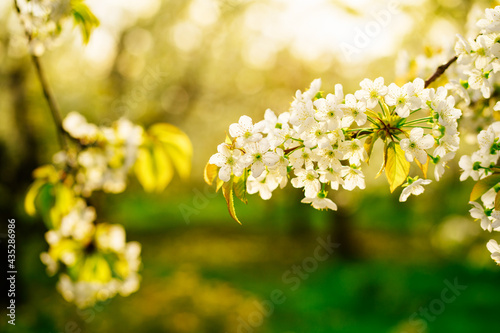 tree branch in cherry orchard in spring. walk among flowering trees. sunset sun